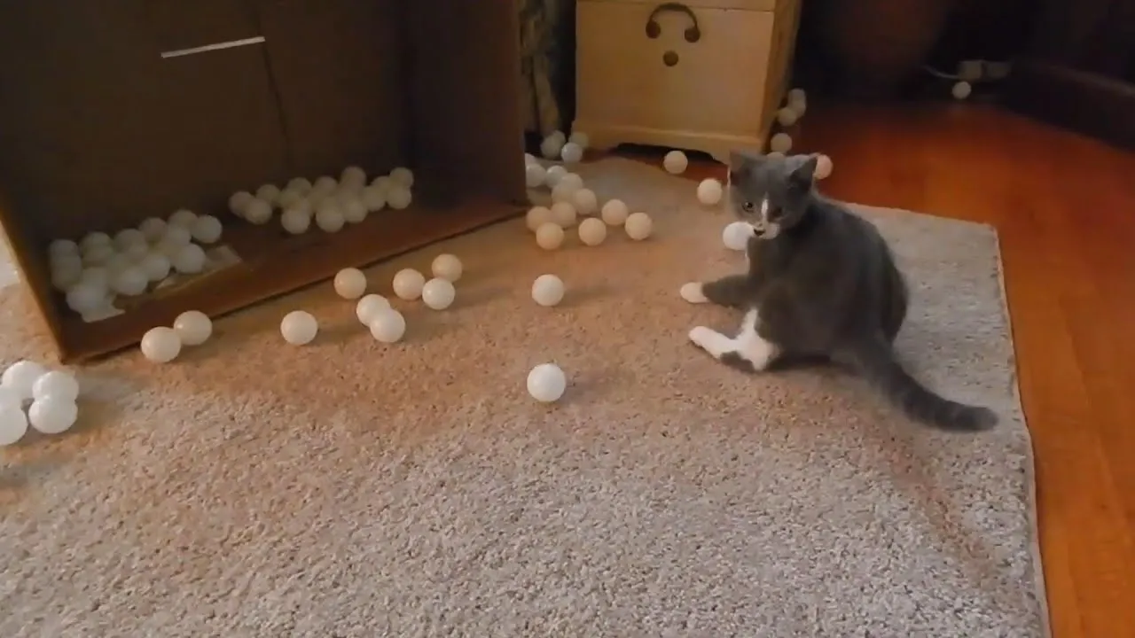 Cute Cats Hilariously Playing With 144 Ping Pong Balls