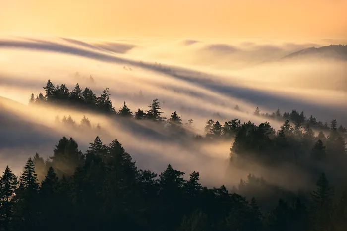 Fog Waves