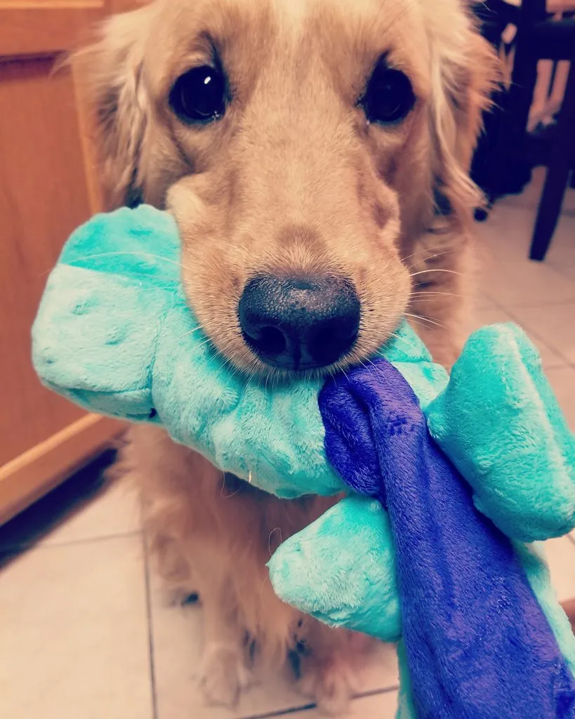 Good Doggo Never Stopped Loving Her Family, Even At The End.