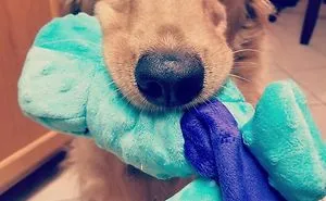 Good Doggo Never Stopped Loving Her Family, Even At The End.