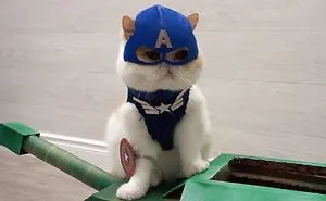 Cat Brothers Cosplay As Superheroes And Makes Movie Shorts
