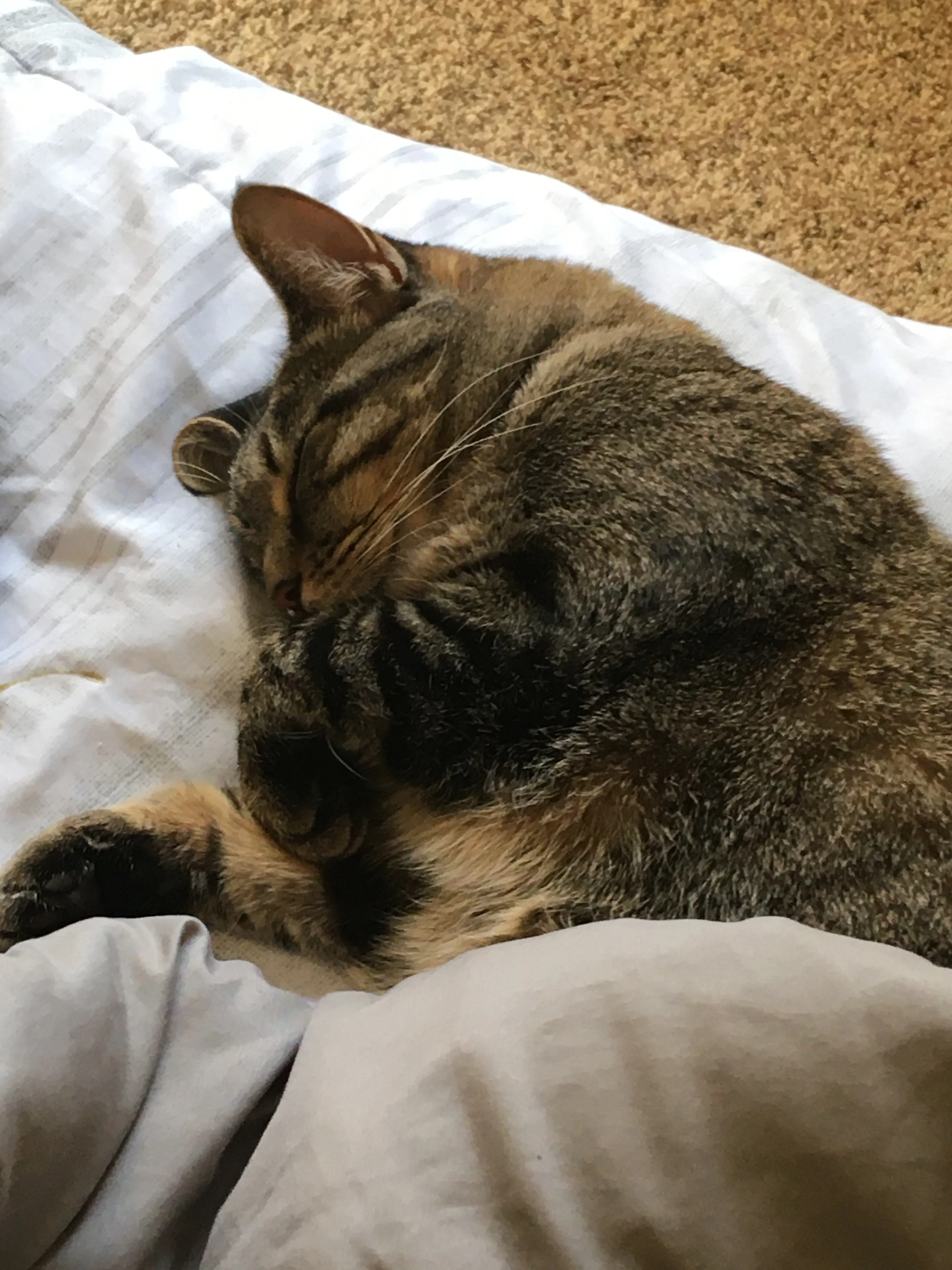 Here Are Some Pictures Of My Cat Ruth To Make You Smile. (10 Pics)
