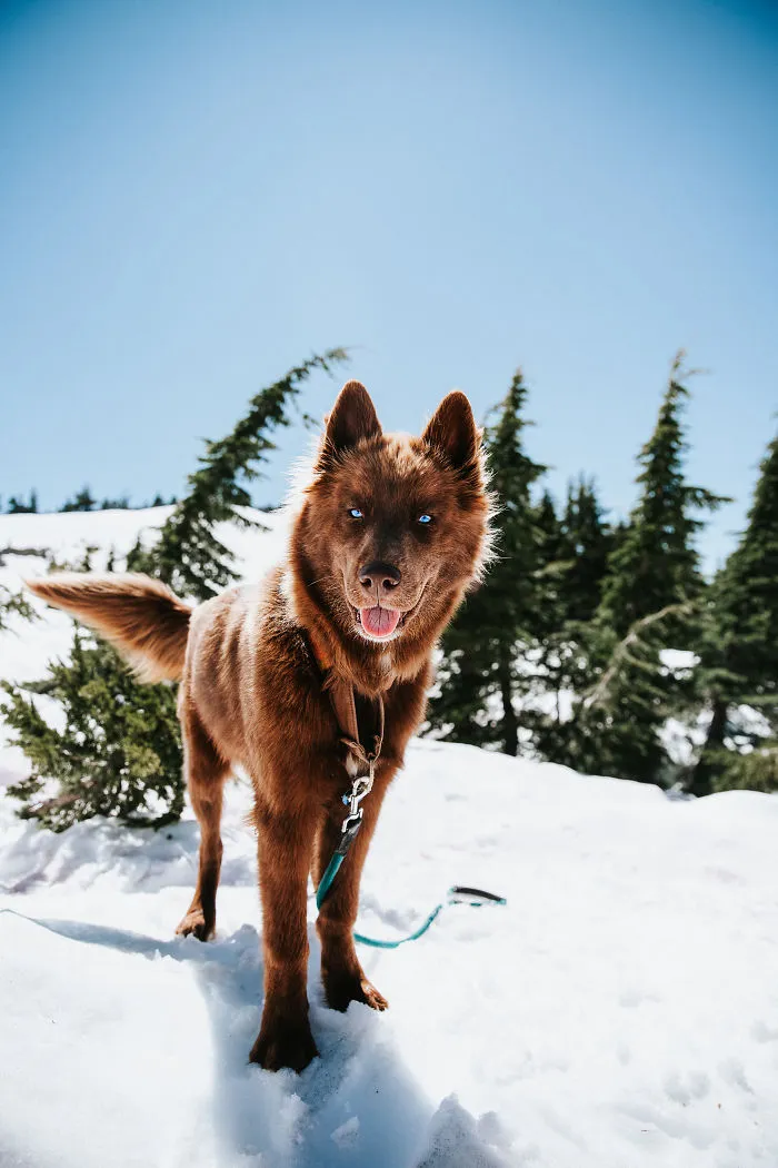Here’s My Handsome Brown Siberian Husky Who’s Traveling With Me Across The US In Search Of A New Home (30 Pics)