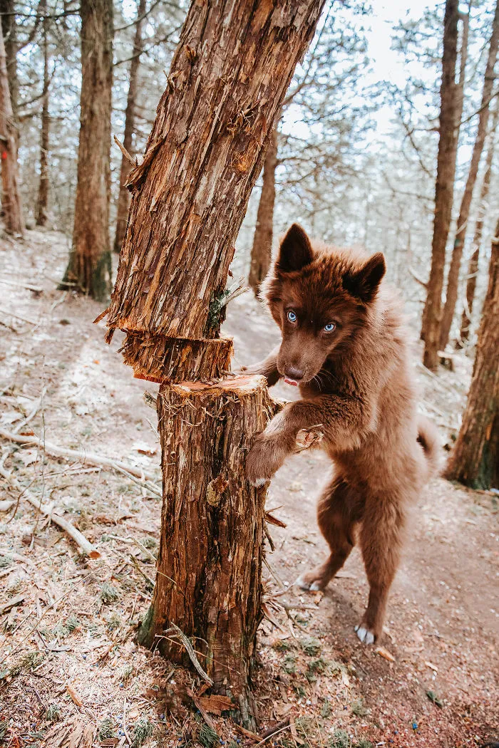 Here’s My Handsome Brown Siberian Husky Who’s Traveling With Me Across The US In Search Of A New Home (30 Pics)