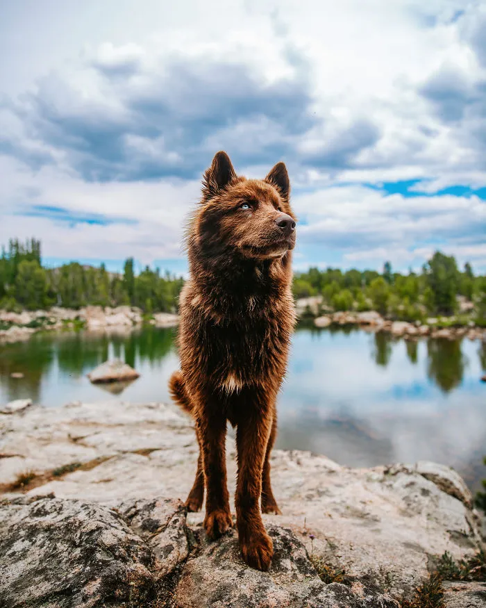 Here’s My Handsome Brown Siberian Husky Who’s Traveling With Me Across The US In Search Of A New Home (30 Pics)