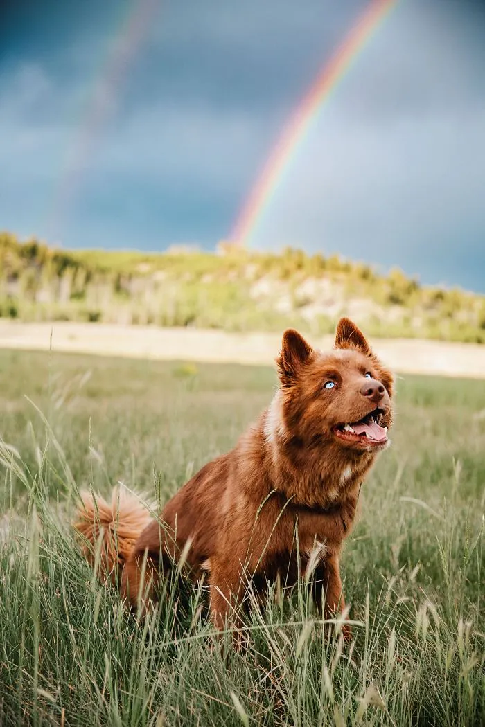 Here’s My Handsome Brown Siberian Husky Who’s Traveling With Me Across The US In Search Of A New Home (30 Pics)