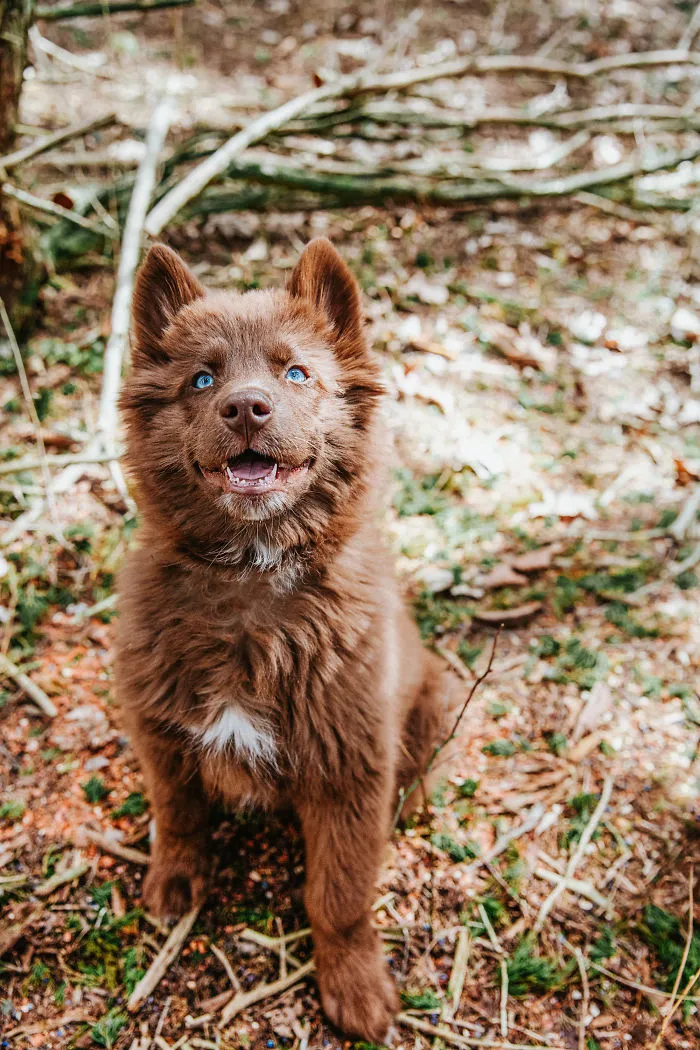 Here’s My Handsome Brown Siberian Husky Who’s Traveling With Me Across The US In Search Of A New Home (30 Pics)