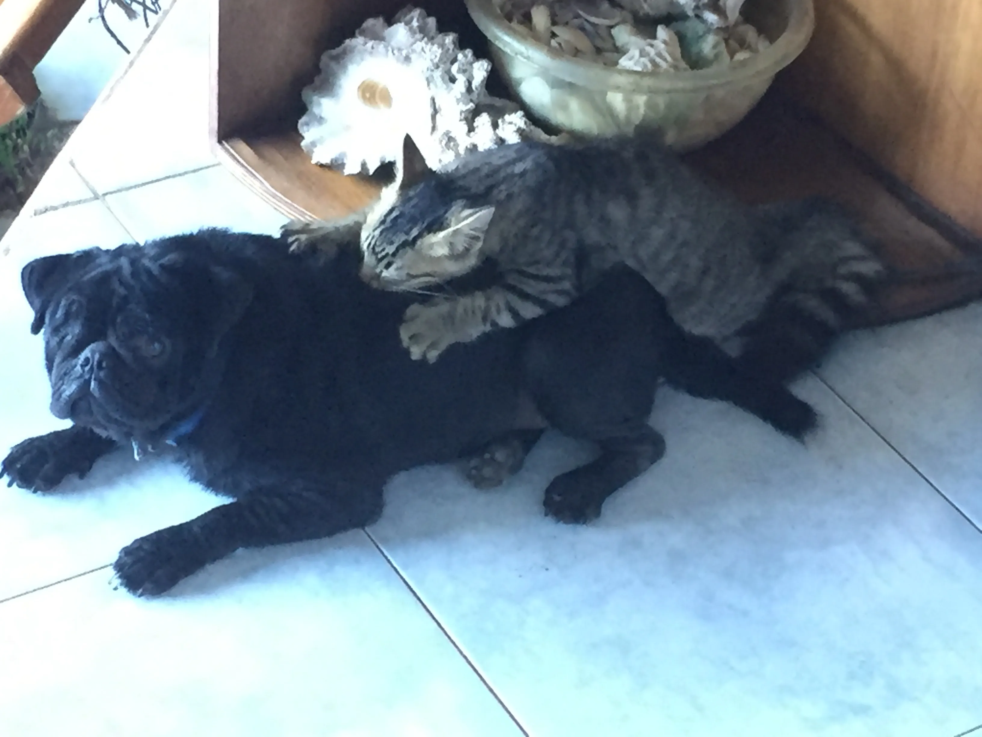 Dog And Cat