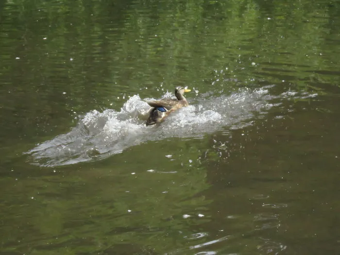 Haha, Water Go Brrr