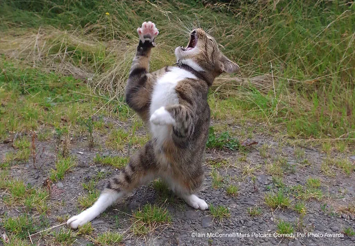 'Over Dramatic Cat' By Iain Mcconnell