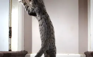 30 Hilarious Finalists Of The Mars Petcare Comedy Pet Photo Awards 2020