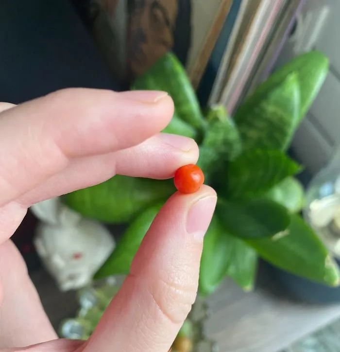 'Failed Harvest': People Are Sharing What They Failed To Grow In 30 Funny Pics