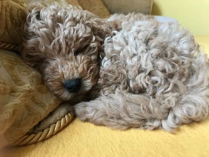 Nike, 4 Months Old