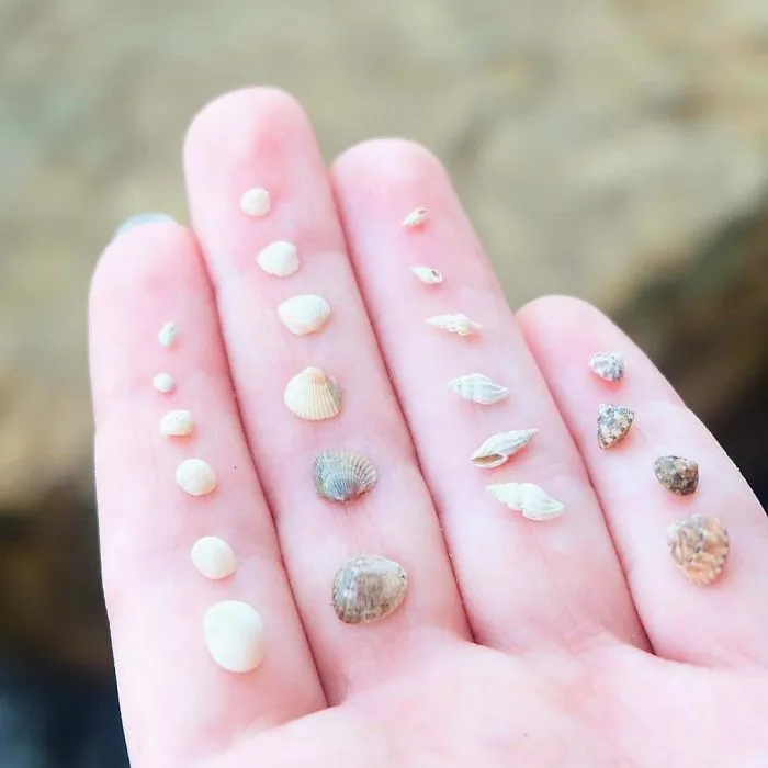 Tiny Treasures