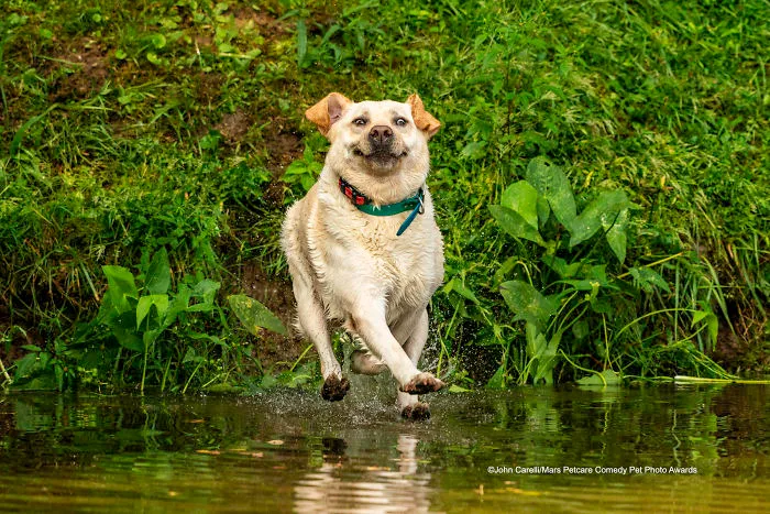 Look Mom - I Can Walk On Water' By John Carelli