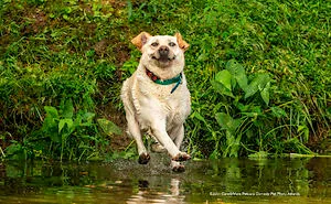 30 Hilarious Finalists Of The Mars Petcare Comedy Pet Photo Awards 2020