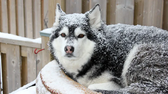 My Snow Dog Kiesha (Laying On Her Pillow, On Top Of The Dog House)