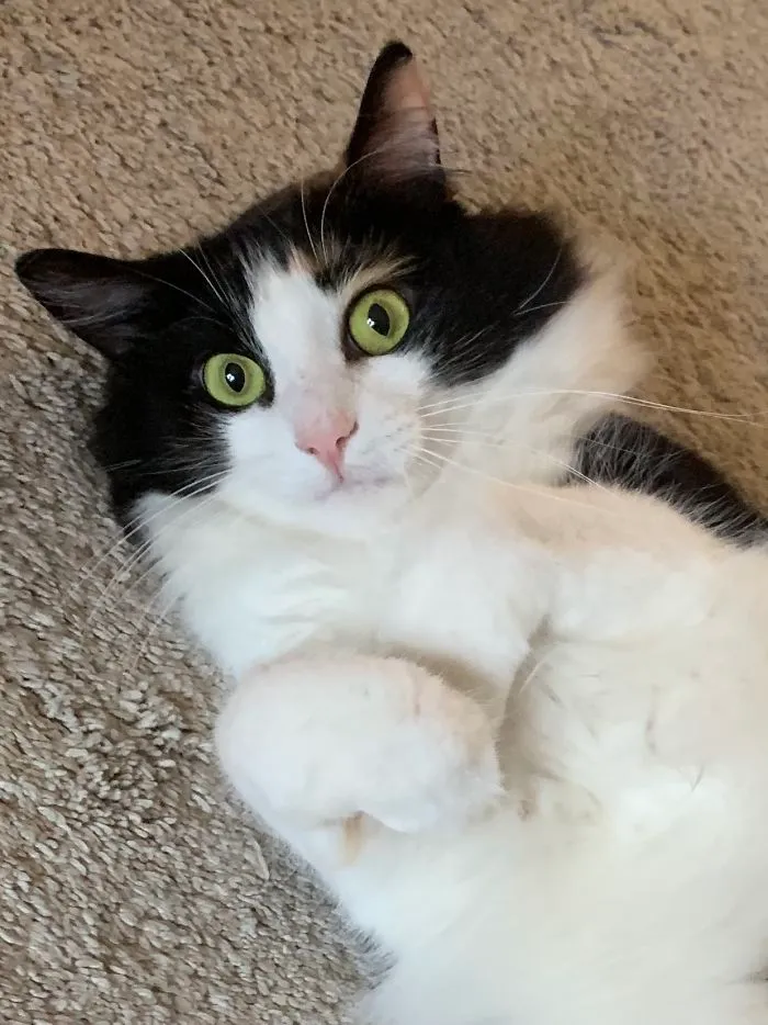 You Must Give Me Pets And "Boop" My Little Pink Nose!