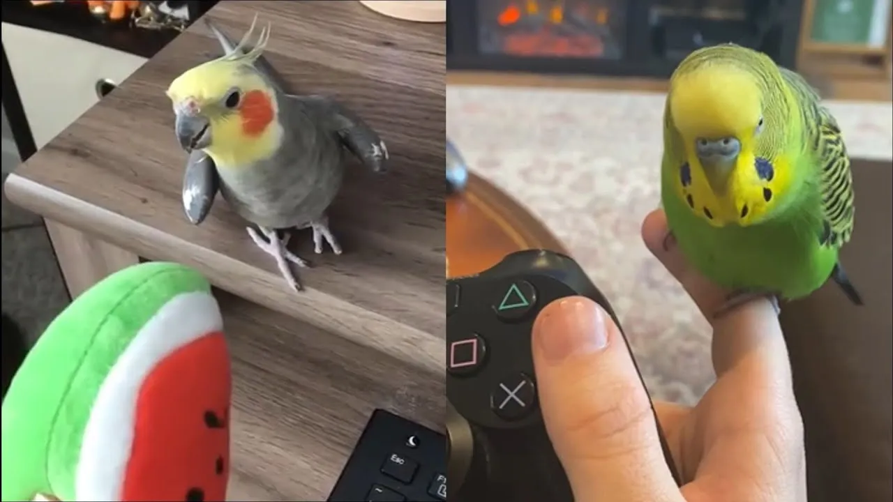 Funny Parrots Doing Funny Stuff