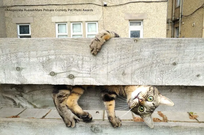 'Why Are You Upside Down Mum?' By Malgorzata (Gosia) Russell