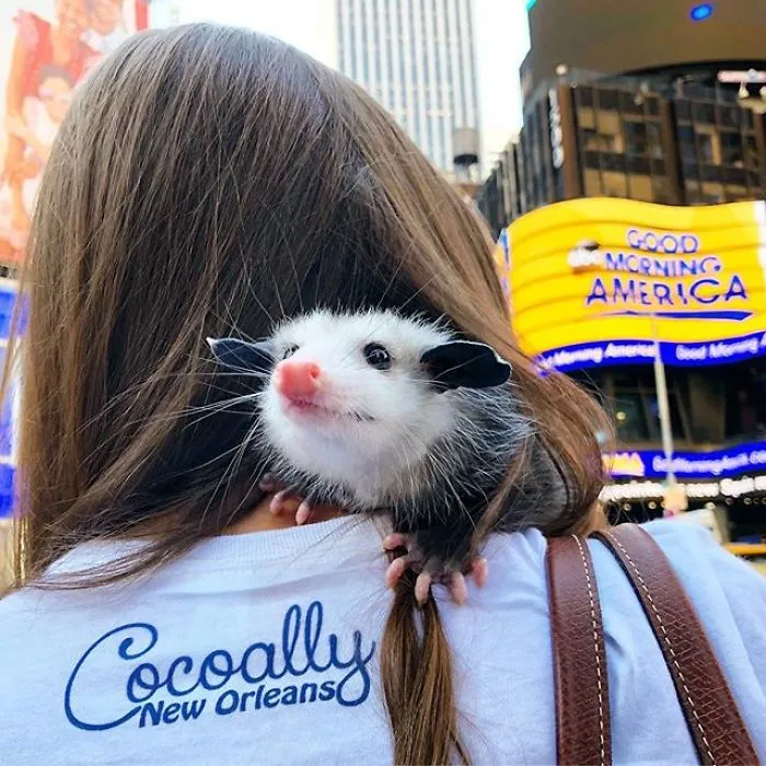 If You Think Opossums Are Scary 'Pests,' These Rescue Opossums May Change Your Mind (40 Pics)