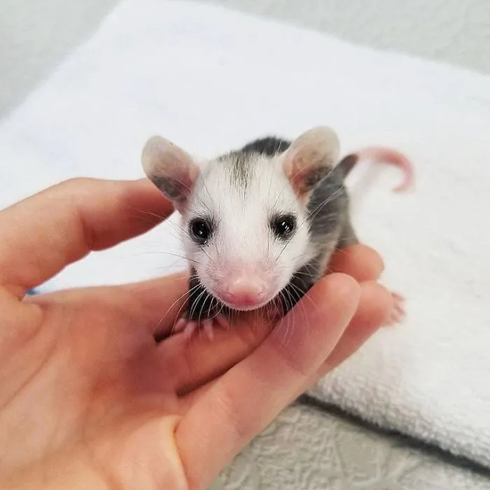 If You Think Opossums Are Scary 'Pests,' These Rescue Opossums May Change Your Mind (40 Pics)