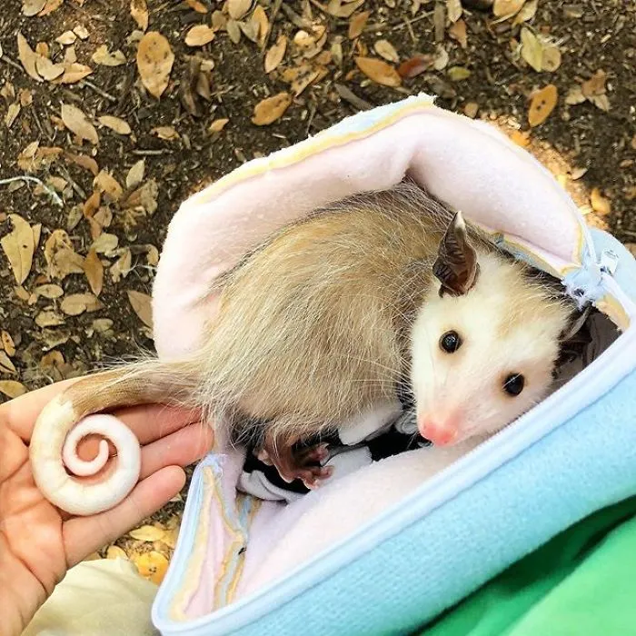 If You Think Opossums Are Scary 'Pests,' These Rescue Opossums May Change Your Mind (40 Pics)