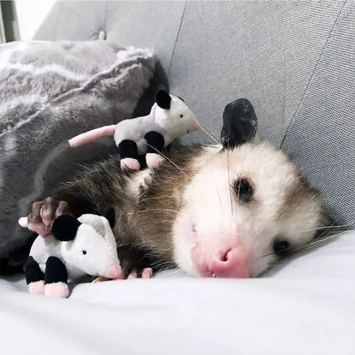 If You Think Opossums Are Scary 'Pests,' These Rescue Opossums May Change Your Mind (40 Pics)