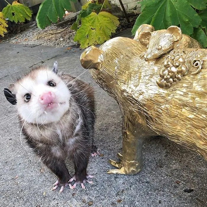 If You Think Opossums Are Scary 'Pests,' These Rescue Opossums May Change Your Mind (40 Pics)