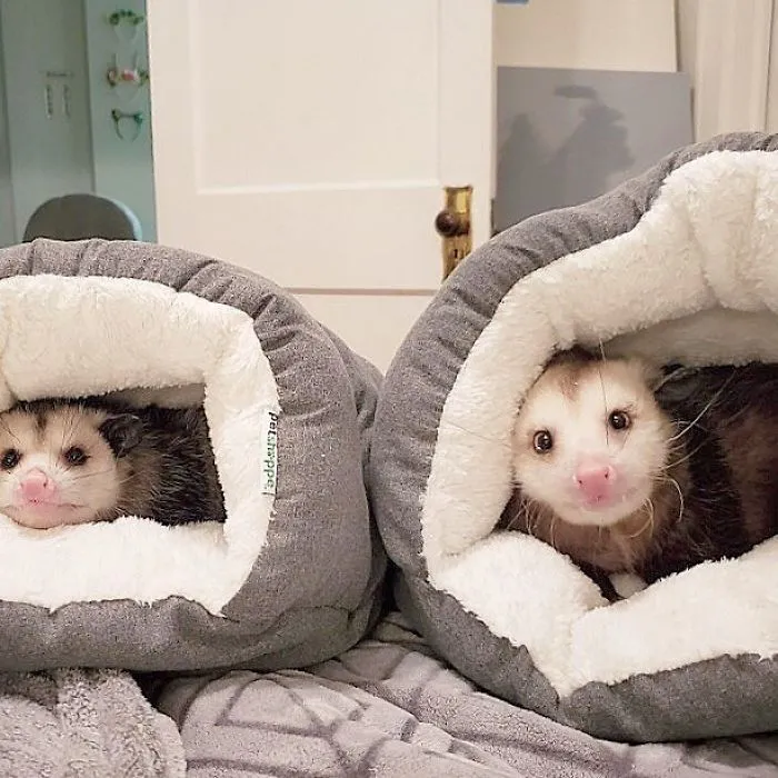 If You Think Opossums Are Scary 'Pests,' These Rescue Opossums May Change Your Mind (40 Pics)