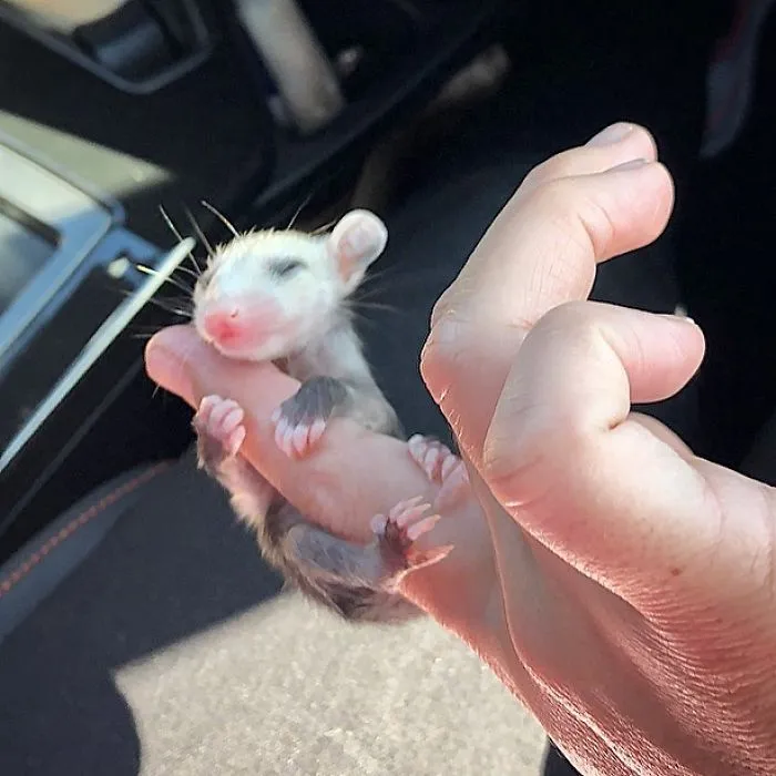 If You Think Opossums Are Scary 'Pests,' These Rescue Opossums May Change Your Mind (40 Pics)
