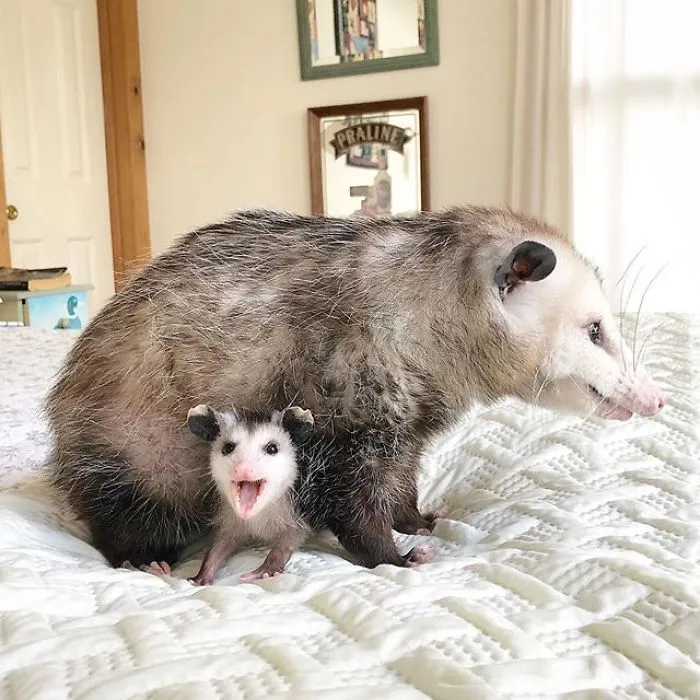 If You Think Opossums Are Scary 'Pests,' These Rescue Opossums May Change Your Mind (40 Pics)