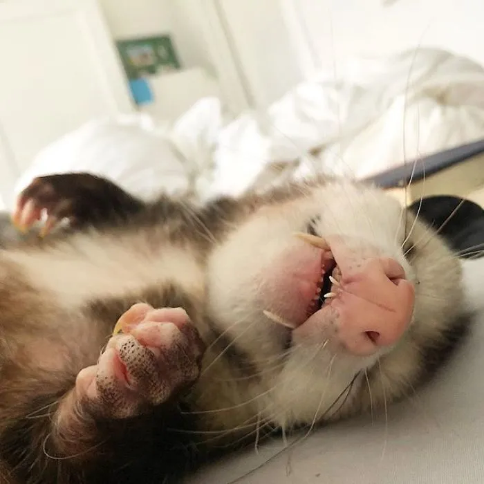 If You Think Opossums Are Scary 'Pests,' These Rescue Opossums May Change Your Mind (40 Pics)