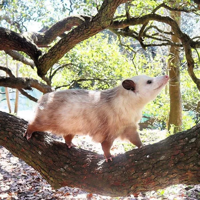 If You Think Opossums Are Scary 'Pests,' These Rescue Opossums May Change Your Mind (40 Pics)