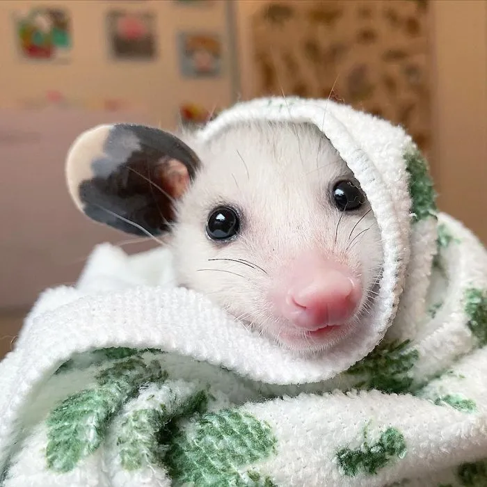 If You Think Opossums Are Scary 'Pests,' These Rescue Opossums May Change Your Mind (40 Pics)