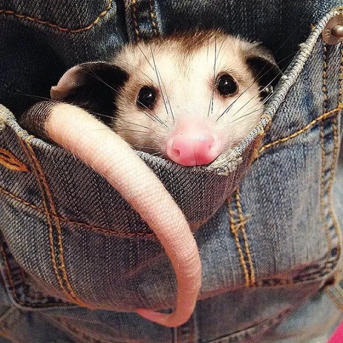 If You Think Opossums Are Scary 'Pests,' These Rescue Opossums May Change Your Mind (40 Pics)