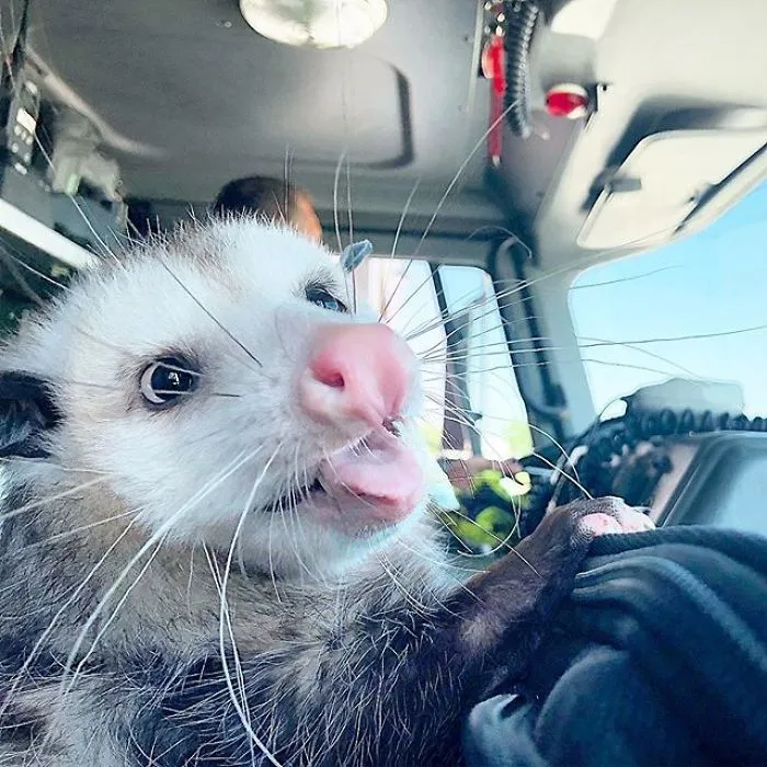 If You Think Opossums Are Scary 'Pests,' These Rescue Opossums May Change Your Mind (40 Pics)