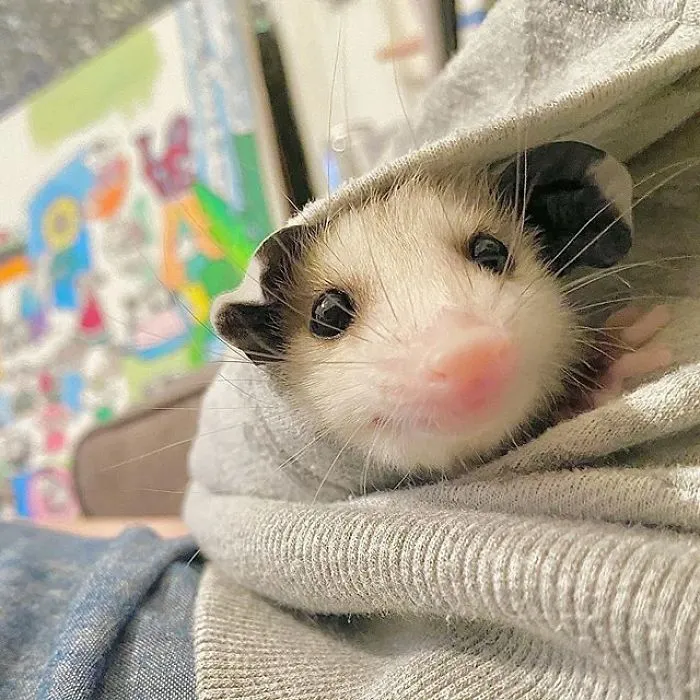 If You Think Opossums Are Scary 'Pests,' These Rescue Opossums May Change Your Mind (40 Pics)