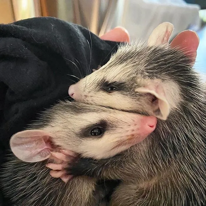 If You Think Opossums Are Scary 'Pests,' These Rescue Opossums May Change Your Mind (40 Pics)