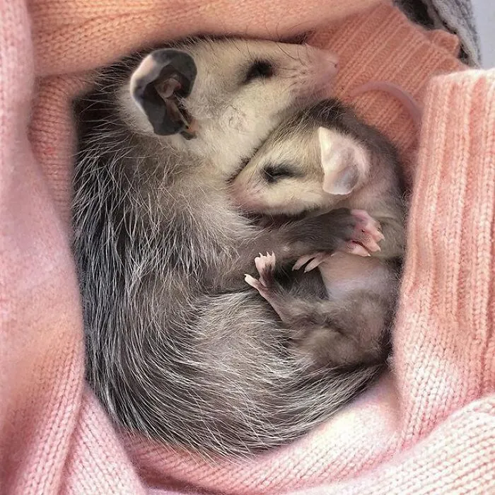 If You Think Opossums Are Scary 'Pests,' These Rescue Opossums May Change Your Mind (40 Pics)
