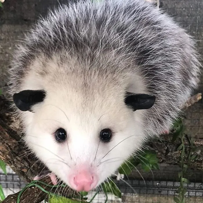 If You Think Opossums Are Scary 'Pests,' These Rescue Opossums May Change Your Mind (40 Pics)
