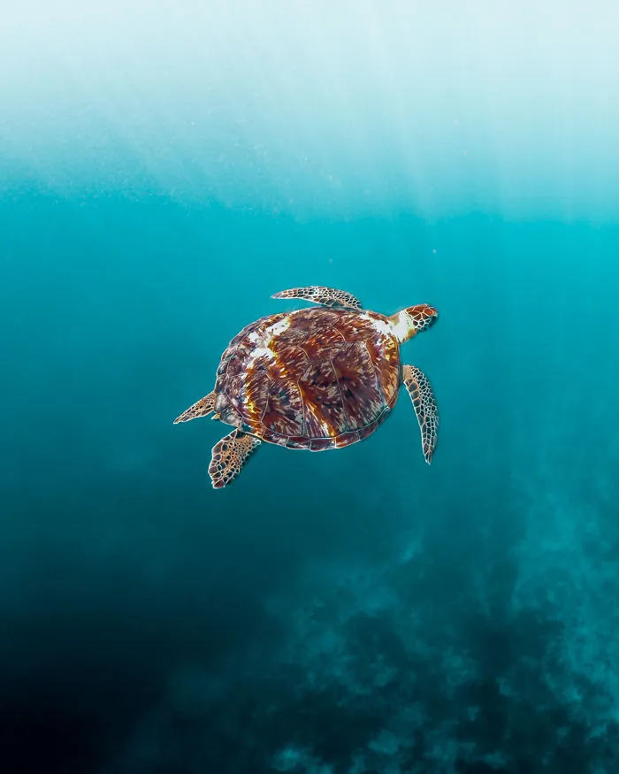 Peaceful Underwater World
