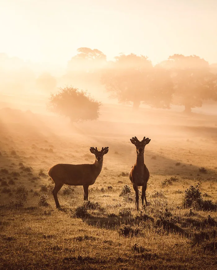 Peaceful Morning Scenes