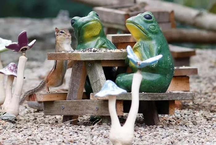 I Built A Tiny Café In My Garden, Here Are 30 Fun Photos Of My Visitors