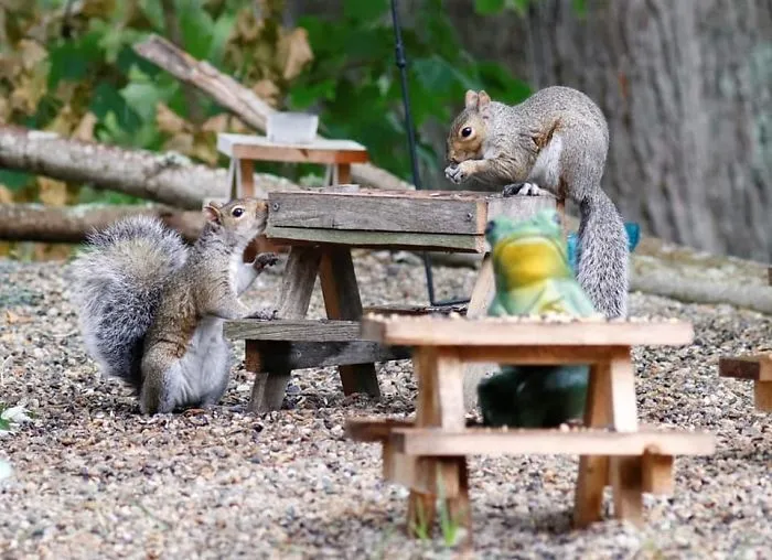 I Built A Tiny Café In My Garden, Here Are 30 Fun Photos Of My Visitors