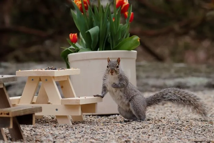 He construido una cafetería diminuta en mi jardín, estas son 30 fotos de los visitantes