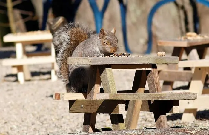 He construido una cafetería diminuta en mi jardín, estas son 30 fotos de los visitantes