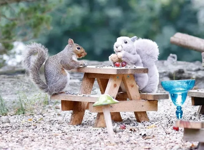 He construido una cafetería diminuta en mi jardín, estas son 30 fotos de los visitantes