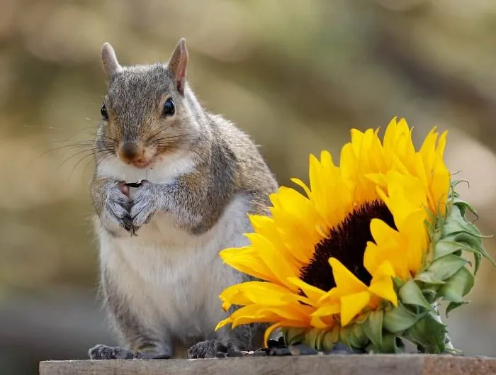 He construido una cafetería diminuta en mi jardín, estas son 30 fotos de los visitantes