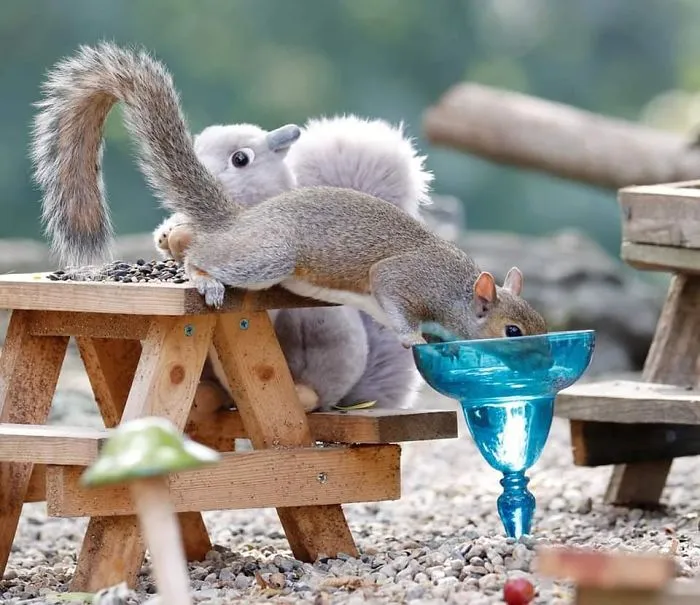 I Built A Tiny Café In My Garden, Here Are 30 Fun Photos Of My Visitors